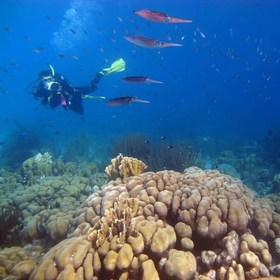 Buzo explorando arrecife de coral con peces